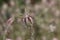 Spiked red and white striped plant