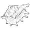 Spiked seashell arbitrary shape top view line art