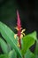 Spiked Shade Ginger Cautleya spicata Rubusta, budding flowers on a red flower spike