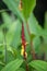 Spiked Shade Ginger, Cautleya spicata Rubusta , yellow flowers