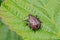 Spiked Shieldbug Nymph - Picromerus bidens, basking on a leaf.