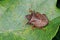 Spiked Shieldbug - Picromerus bidens, basking on a leaf.