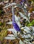 Spiked speedwell flower Pseudolysimachion spicatum, Syn. Veronica spicata subsp. incana