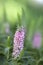 Spiked Speedwell Veronica spicata