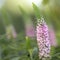 Spiked Speedwell Veronica spicata