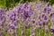 Spiked speedwell (veronica spicata ssp. orchide)