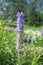 Spiked Speedwell (Veronica spicatum or Pseudolysimachion spicatum)