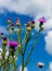 Spiked thistle stalks with flowering branches grow to a blue sky