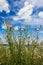 Spiked thistle stalks with flowering branches grow to a blue sky