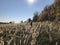 Spikelet field under midday sun