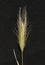 Spikelet of mouse barley on a black background (Hordeum murnium)