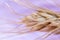 Spikelet, stalk of wheat on a pink-lilac background, macro photograph, abstract background.