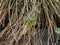 Spikelet of vivipary grass Sesleria rigida