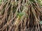 Spikelet of vivipary grass Sesleria rigida