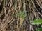 Spikelet of vivipary grass Sesleria rigida