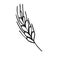Spikelet of wheat in doodle style. Simple black and white sketch of wheat, barley or rye stalk for bakery products, flour,