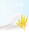 spikelet wheat vector illustration spikelet wheat vector illustration