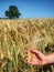 Spikelets of barley with  heavy grains, lime tree in background