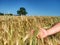 Spikelets of barley with  heavy grains, lime tree in background