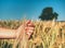 Spikelets of barley with  heavy grains, lime tree in background