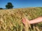 Spikelets of barley with  heavy grains, lime tree in background