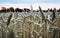 Spikelets of cereals on the wheat field at dusk after sunset, selective focus