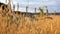 Spikelets of golden ripe wheat near the roadt