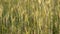 Spikelets of golden wheat swaying in the light wind on a summer day in the field.