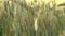 Spikelets of golden wheat swaying in the light wind on a summer day in the field.