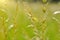 Spikelets of grass in the sunlight