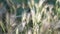 Spikelets of grass in sunlight. Close-up of burnt lawn swaying in warm summer