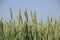 Spikelets of green wheat. Ripening wheat in the field.