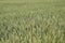Spikelets of green wheat. Ripening wheat in the field.