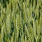 Spikelets of green wheat. Ripening wheat i