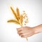 Spikelets In Hand Realistic Composition