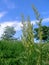 Spikelets of meadow bluegrass closeup on a background of spring-summer greenery, vertical. Poa pratensis young green grass on a