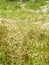 Spikelets meadow grass