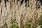 Spikelets of meadow grasses as background.