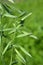 Spikelets of oats close up