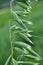 Spikelets of oats close up