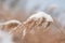 Spikelets of reed covered in snow on a frozen lake