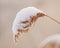 Spikelets of reed covered in snow on a frozen lake