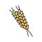 spikelets ripe wheat color icon vector illustration