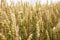 Spikelets of ripe wheat on a farm field. Preparation for the harvest of cereals