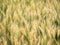 Spikelets of rye in the field. Young ears of wheat. Natural background. Close up view. Soft focus.