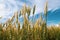 Spikelets of Triticum wheat in the field, against the blue sky with white clouds. Agriculture. Bountiful harvest.