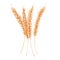 Spikelets of wheat