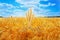 Spikelets of wheat against the background of the map of Ukraine