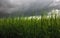 Spikelets of wheat on a background of storm clouds