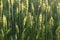 Spikelets of wheat. Cereals. Landscape and Agriculture.